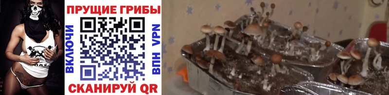 Псилоцибиновые грибы ЛСД  Морозовск 